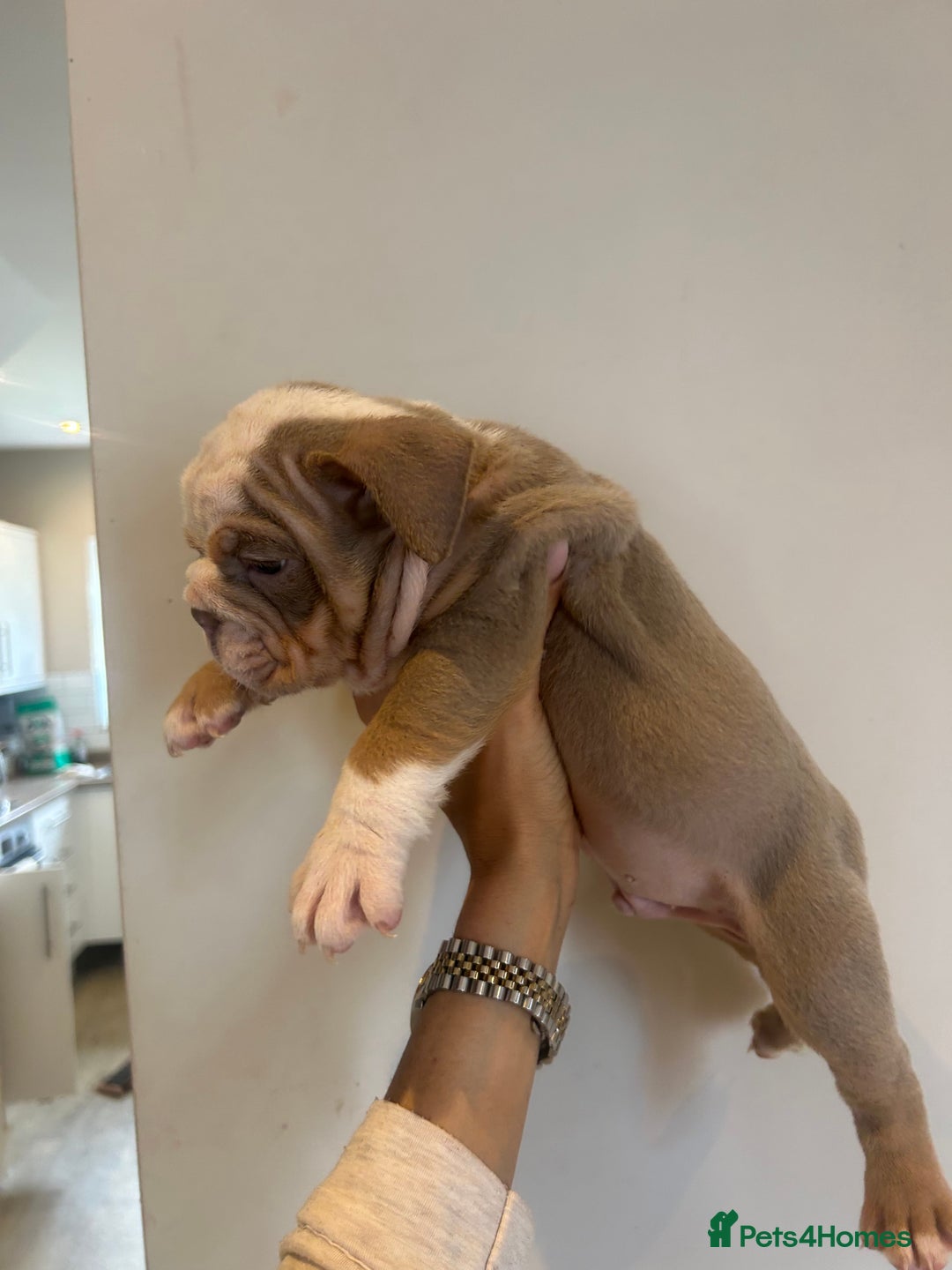 English Bulldog dogs for sale: English Bulldog Puppies  - Image 8