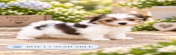 Biewer Terrier dogs for sale: Beautiful Biewer Terrier Puppies – Ready Soon ❤️ - Advert 15