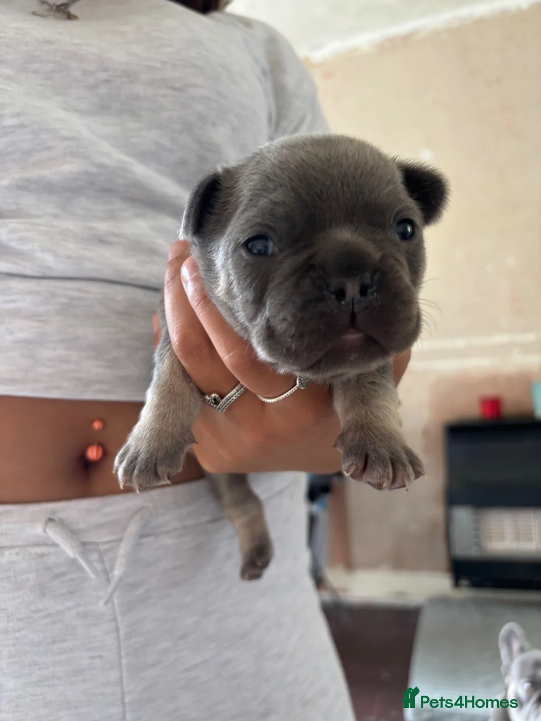 French Bulldog dogs for sale: French bulldog puppies for sale - Advert 2