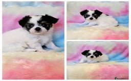 Chihuahua dogs for sale: Fluffy gorgeous chihuahua x Korean maltese  - Image 12