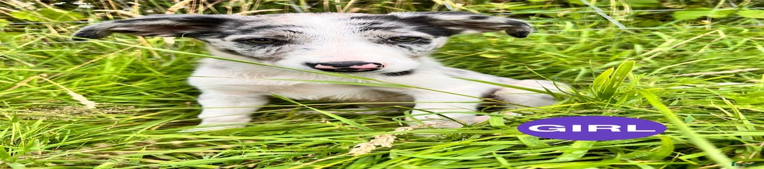Border Collie Puppy 2