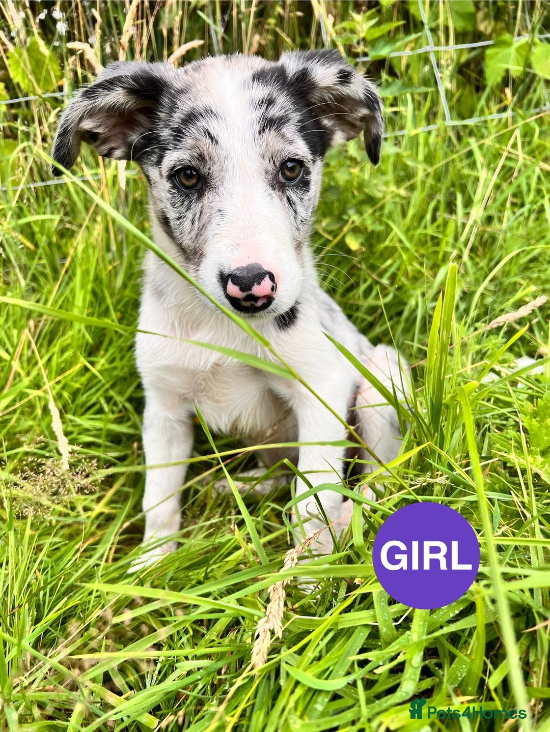 Border Collie dogs for sale: Border Collie pups looking for their forever home - Image 6