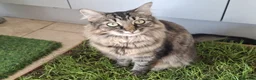 Mixed Breed cats for sale: Beautiful & friendly Ragdoll/Maine Coon siblings - Advert 5