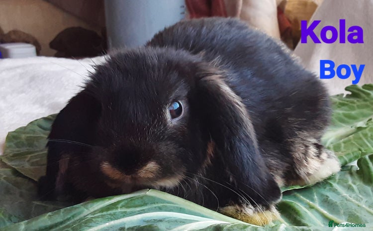 Mini Lop rabbits - Advert 11