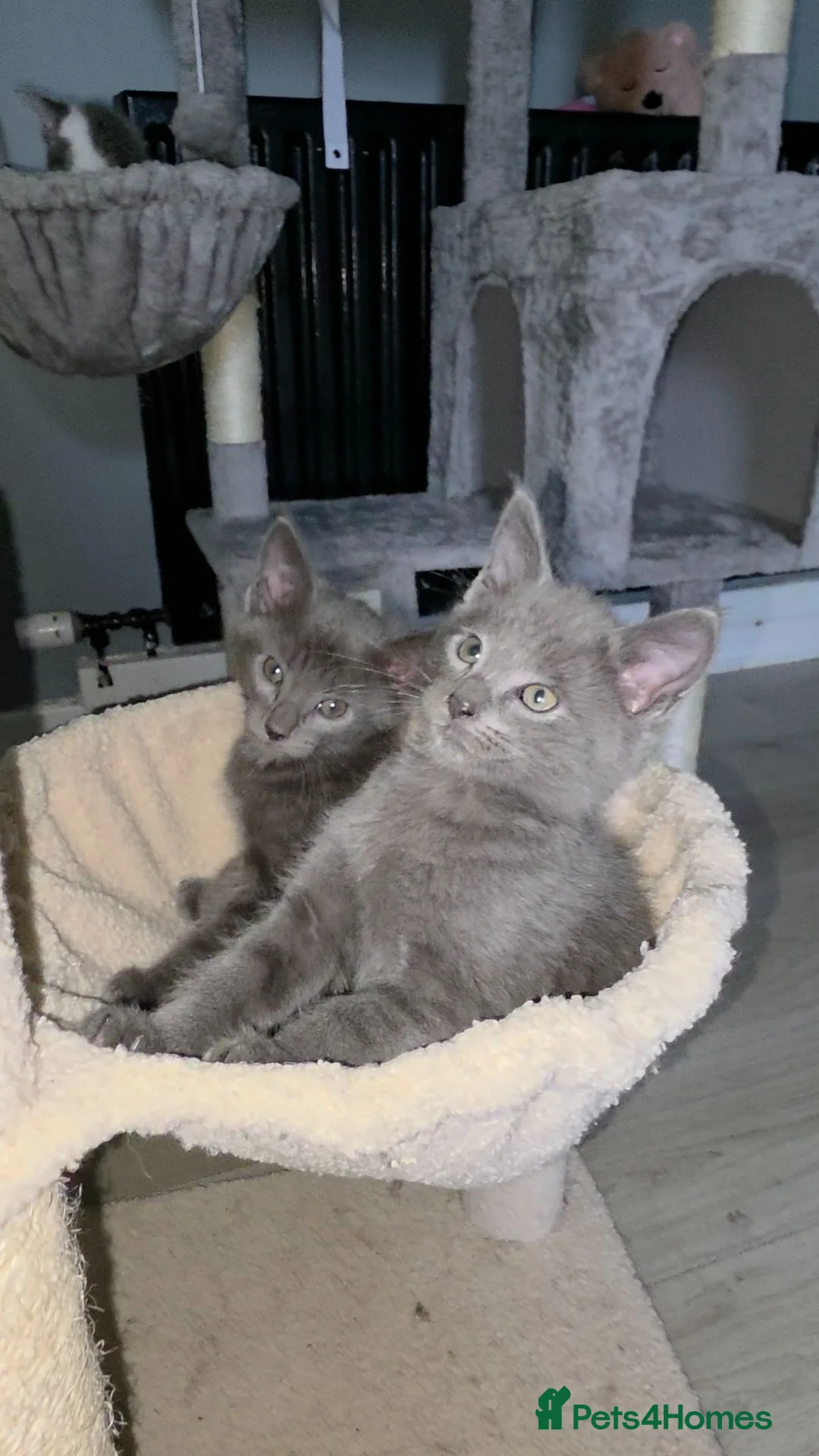 Mixed Breed cats for sale: MAINE COON x ORIENTAL MIX - Advert 8