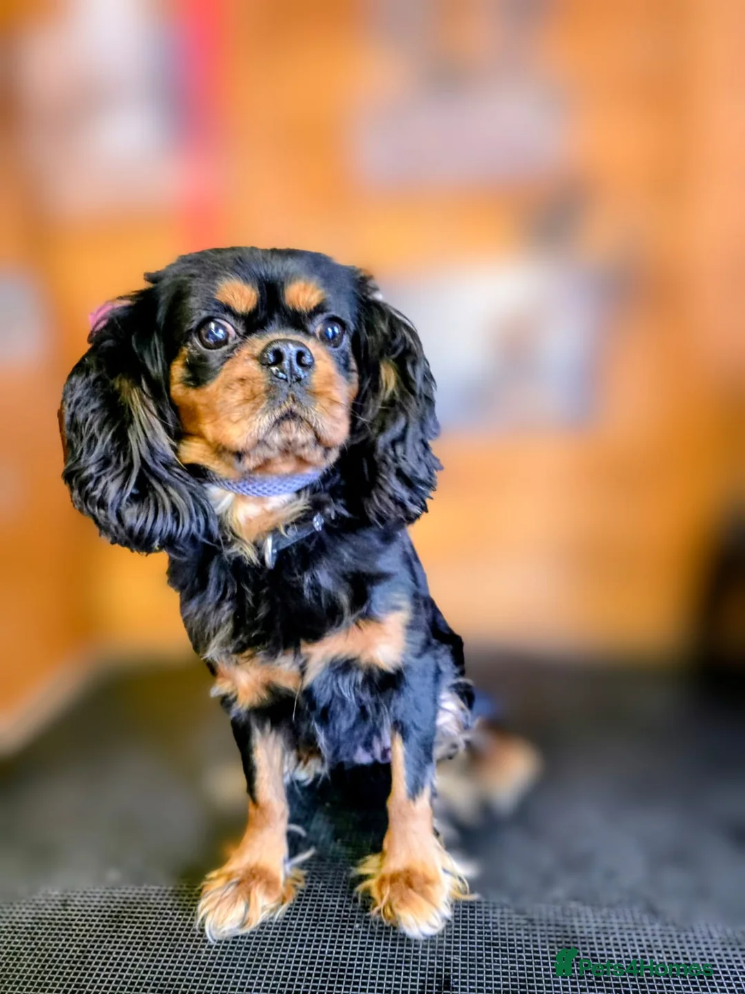 Cavalier King Charles Spaniel dogs for sale: Beautiful black and tan girl Cavalier KC   - Advert 3