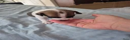 Jack Russell dogs for sale: Jack Russel puppies  - Advert 3