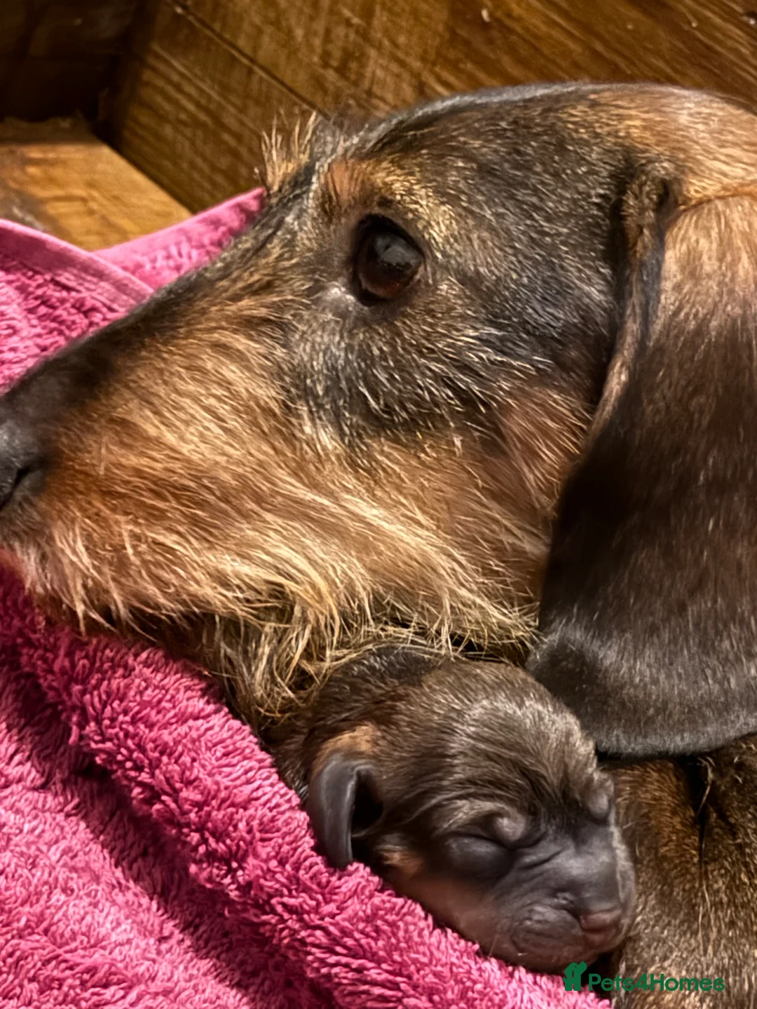 Miniature Dachshund dogs for sale: Wirehair miniature dachshunds and smooth - Advert 1