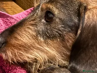 Miniature Dachshund dogs Wirehair miniature dachshunds and smooth - Advert 1