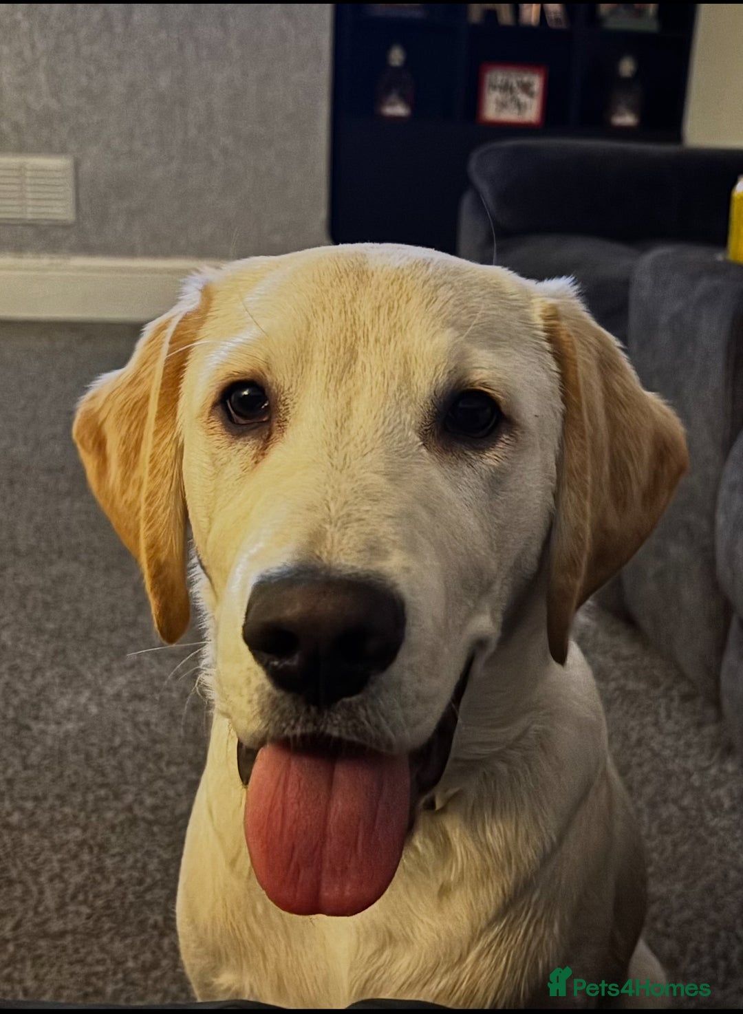 Labrador Retriever dogs for sale: Labrador Retriever - Advert 2