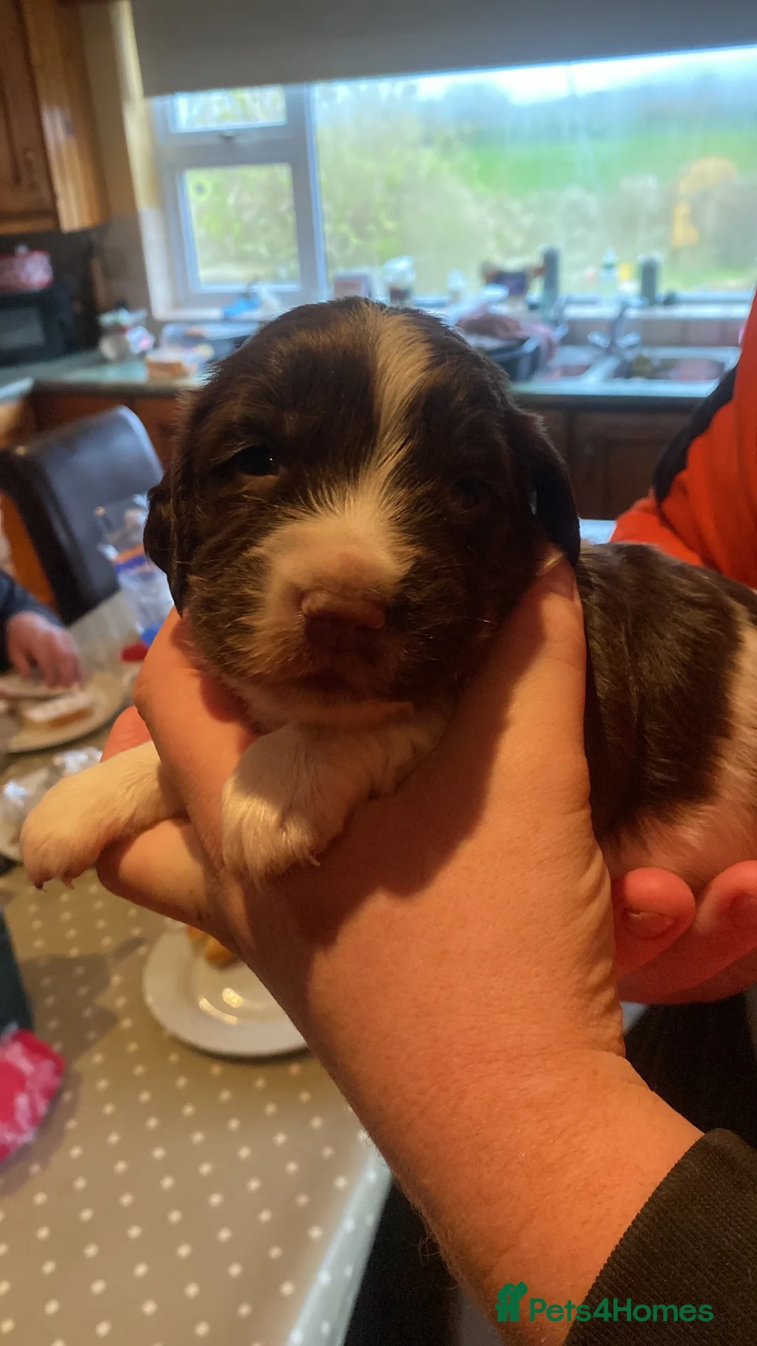 English Springer Spaniel dogs for sale: English Springer Spaniel Pups  in Newry - Advert 2