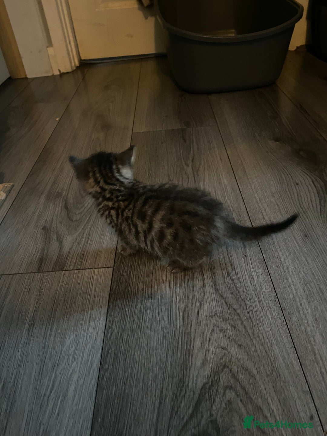 Mixed Breed cats for sale: 3 beautiful kittens looking for their forever home - Image 8