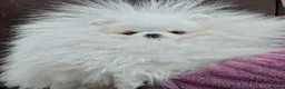 Pomeranian dogs for sale: Snow White Pomeranian for sale - Advert 8