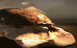 Turtle reptiles for sale: 🐢 Friendly lifelong friend 🐢 - Image 1