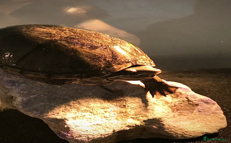 Turtle reptiles - Advert 2