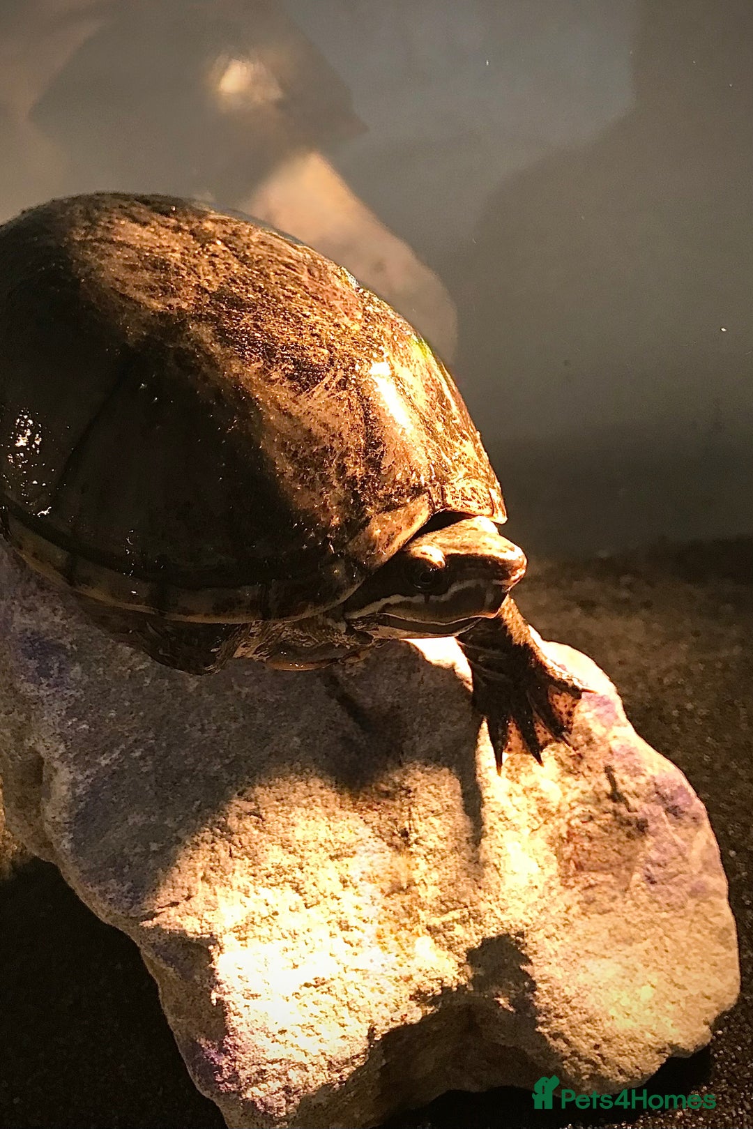 Turtle reptiles for sale: 🐢 Friendly lifelong friend 🐢 - Image 1