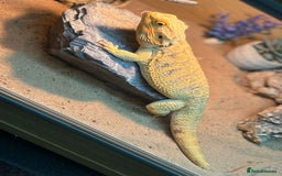 Bearded Dragon reptiles for sale: Male Bearded Dragon  - Image 3