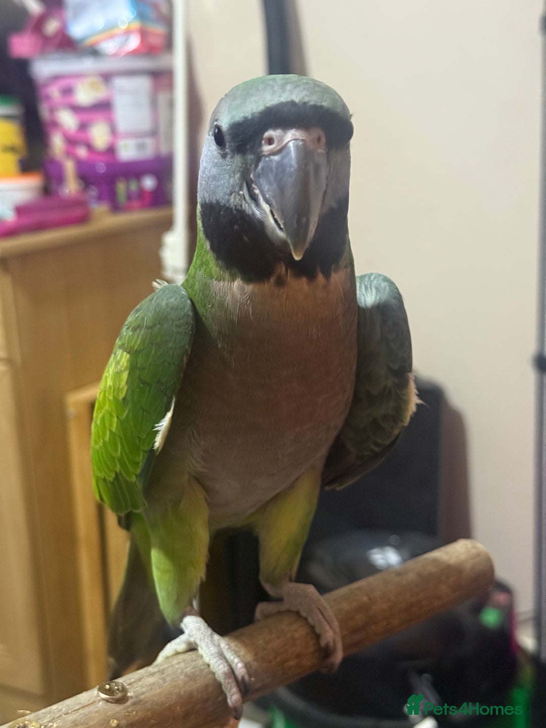 Parrots birds for sale: Handreared Derbyran parrot - Image 4