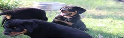Rottweiler dogs for sale: Nicest home trained rottie pups in Wallasey - Advert 5