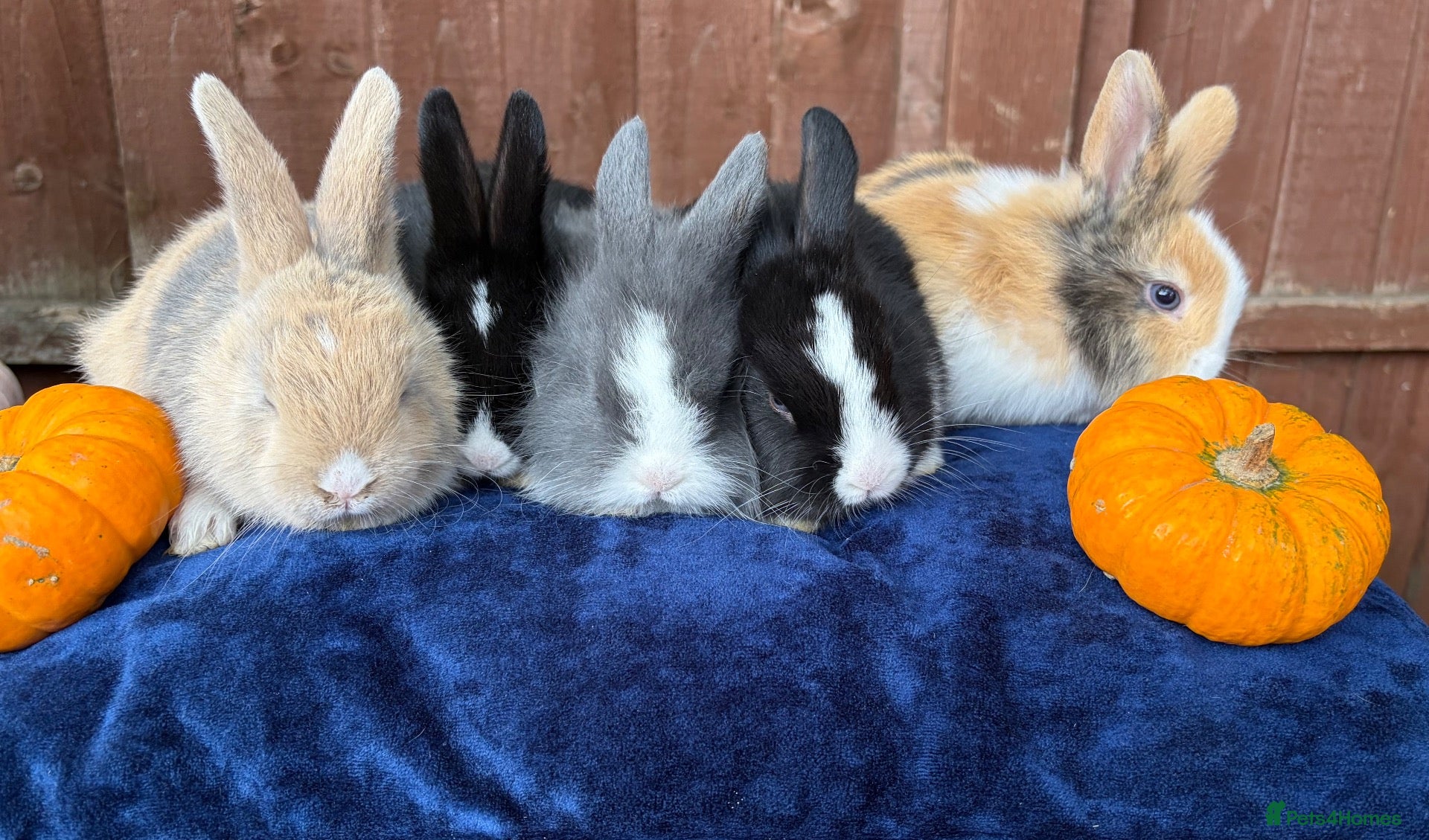 French Lop rabbits for sale: 5 Beautiful French lops  - Advert 1