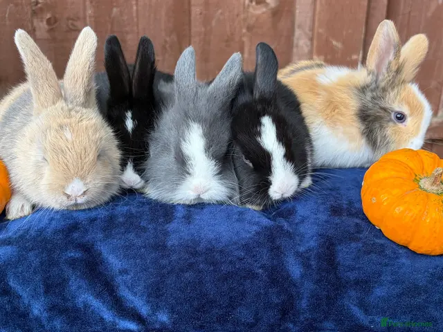 French Lop rabbits for sale: 5 Beautiful French lops - Advert 1