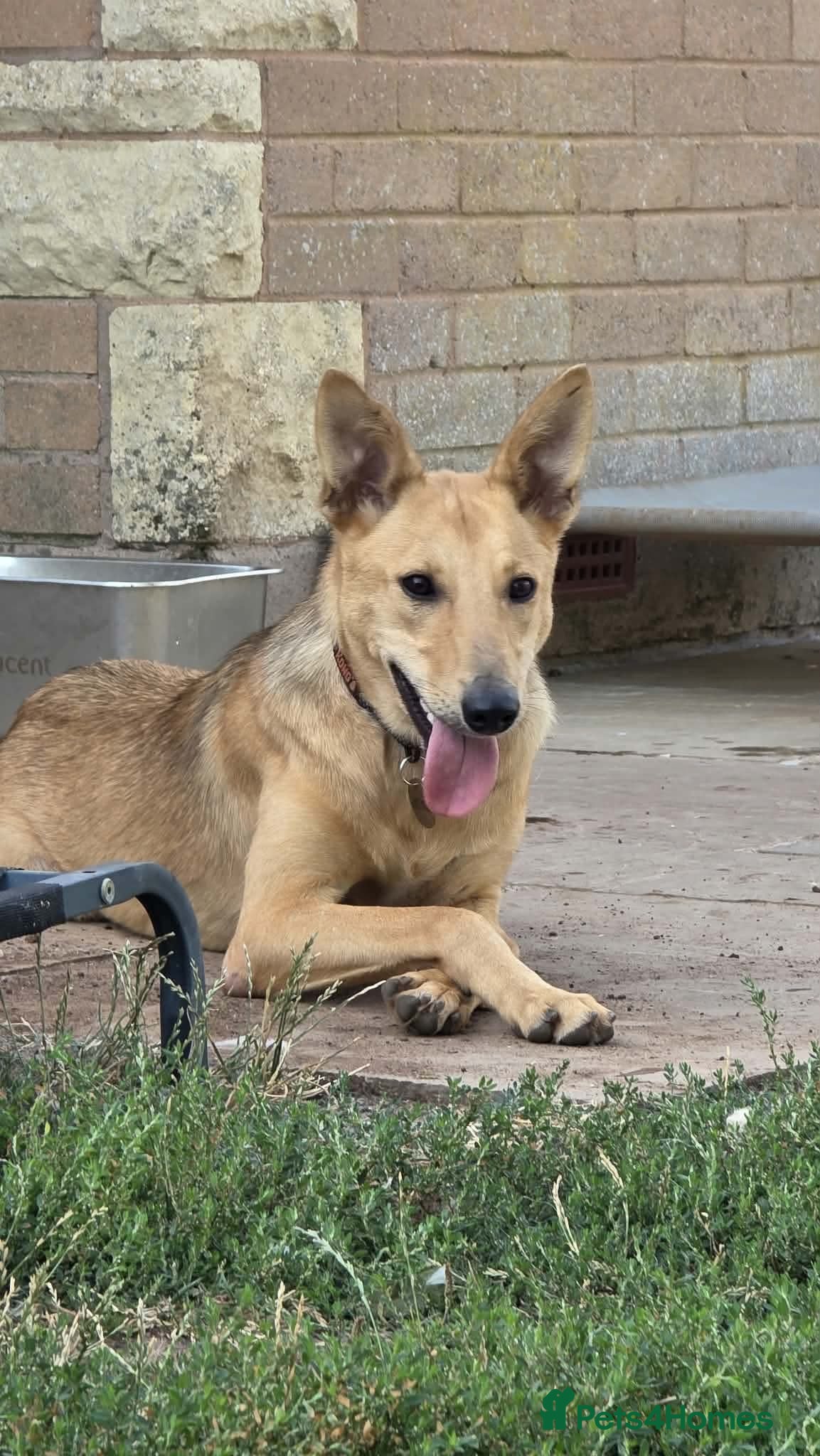 Mixed Breed dogs Cleo is cool and super friendly  - Advert 1