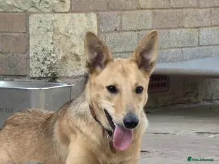 Mixed Breed dogs Cleo is cool and super friendly - Advert 1
