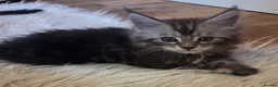 Maine Coon cats for sale: Mainecoon tica reg polydactyl kittens - Advert 5