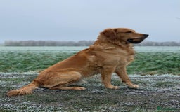 Mixed Breed dogs for sale: Golden Retriever/ Great Dane Mix - Image 9