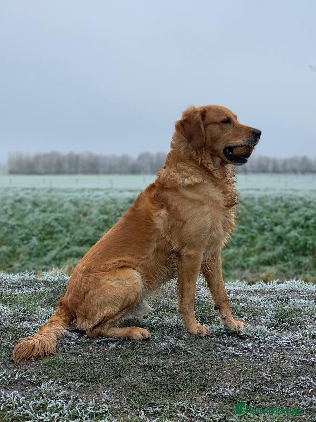 Mixed Breed dogs for sale: Golden Retriever/ Great Dane Mix - Image 9