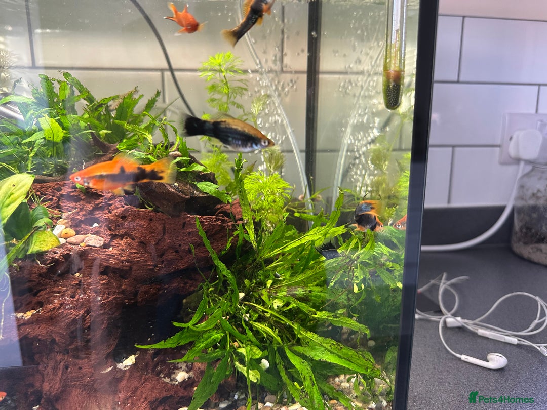 Shrimps fish for sale: Multiple fish & shrimp, please see description  - Image 12