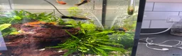 Shrimps fish for sale: Multiple fish & shrimp, please see description  - Advert 12