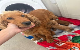 Cockapoo dogs for sale: 9 F1 cockapoo puppies for sale  - Image 11