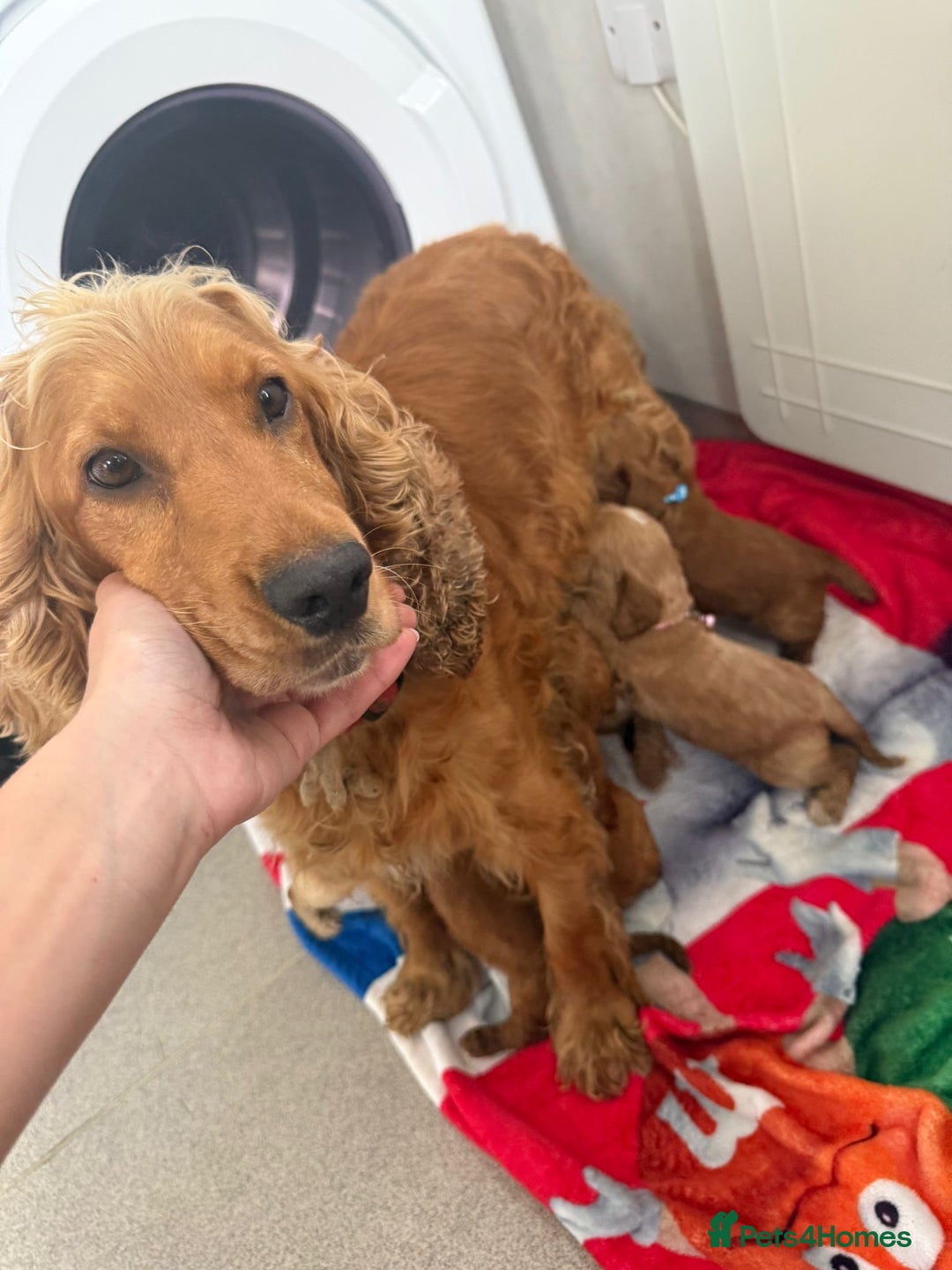 Cockapoo dogs for sale: 9 F1 cockapoo puppies for sale  - Image 11