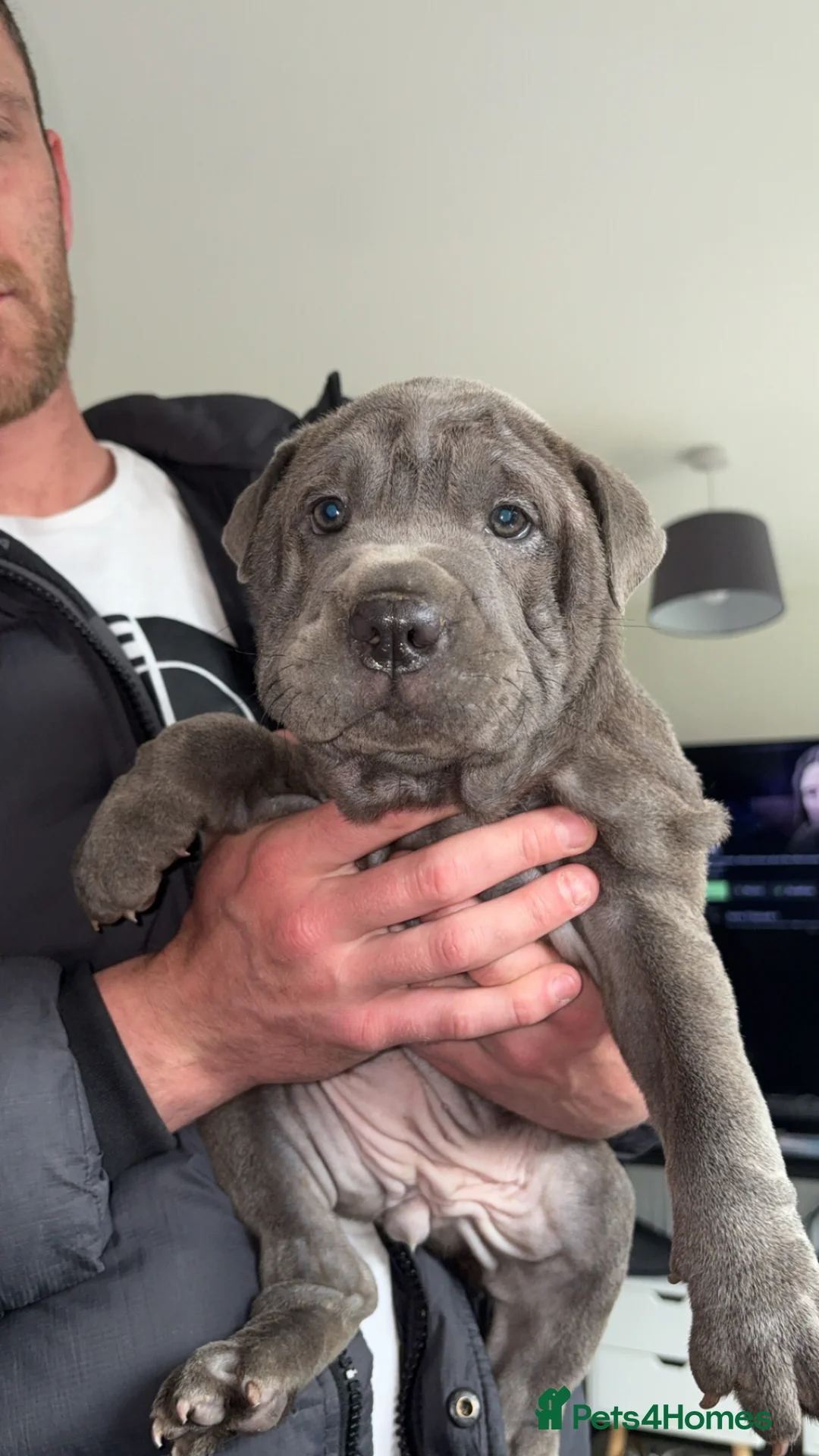 Mixed Breed dogs for sale: Bull pei pup💗 - Advert 4