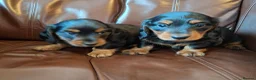 Miniature Dachshund dogs for sale: Miniature dachshund black and tan kc registered  - Advert 7