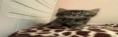 💚 Boy 3: Green Collar