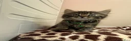 Mixed Breed cats for sale: Six Adorable Ragdoll X Norwegian Forest Kittens - Advert 27