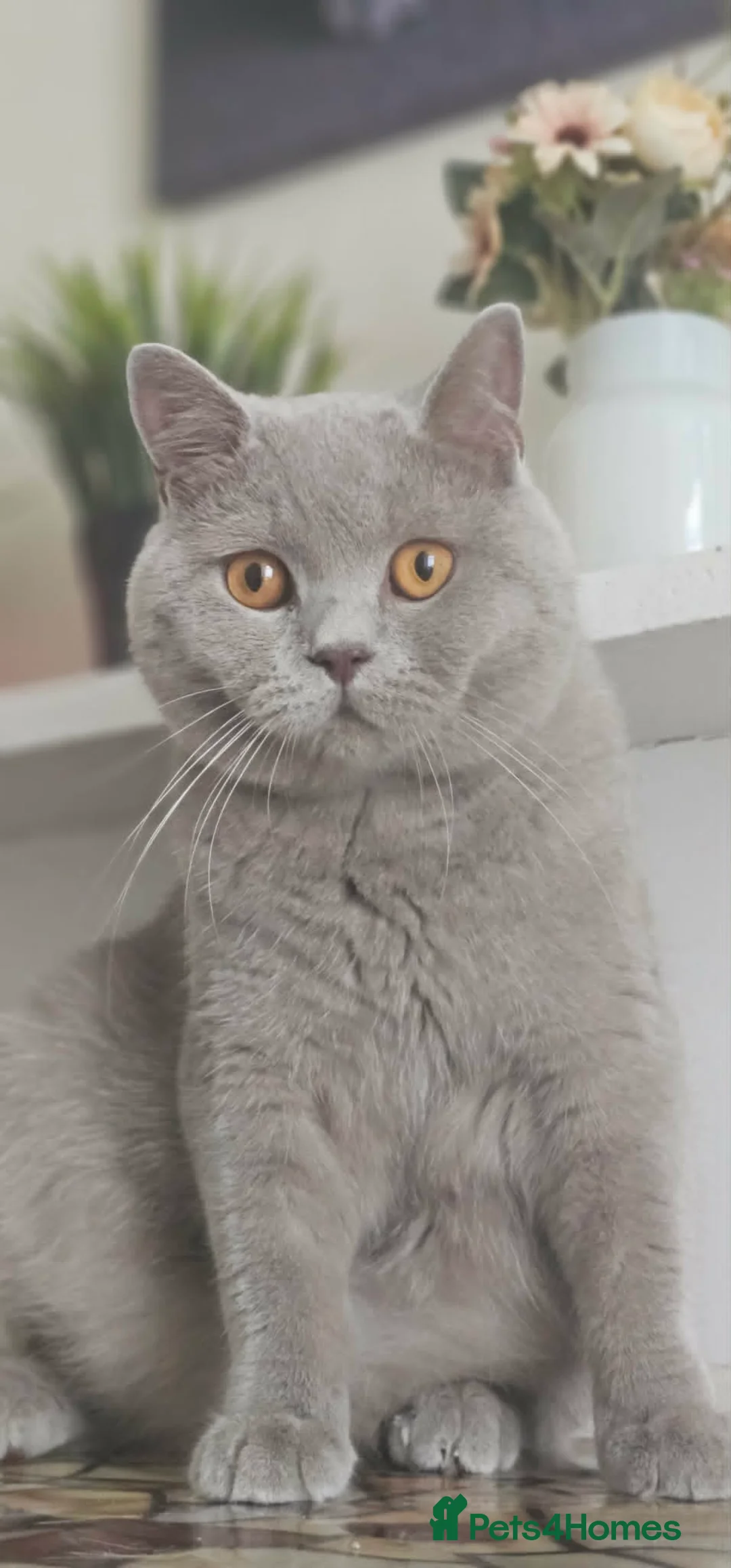 British Shorthair cats for stud: GCCF British Shorthair STUD - Advert 7
