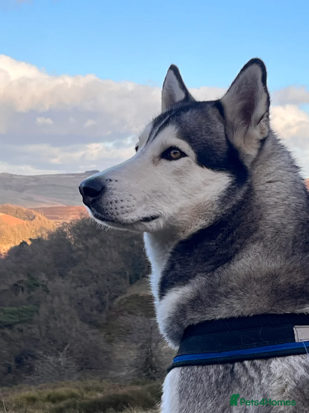 Siberian Husky dogs for stud: For stud only (quality proven stud ) in Wakefield - Advert 2