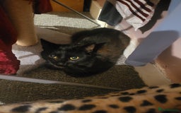 Domestic Shorthair cats for sale: Beautiful inky in Wellington - Image 1
