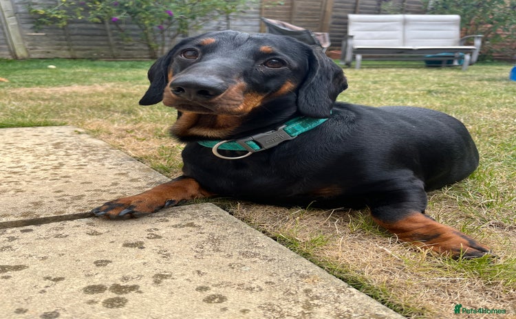 Dachshund dogs - Advert 2