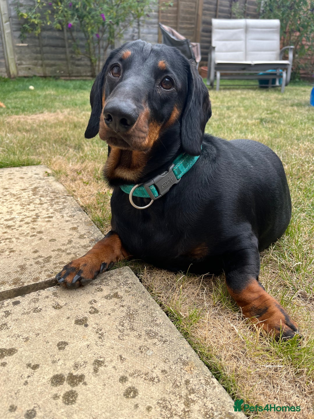 Dachshund dogs for sale: Daschund named Bertie - Image 1