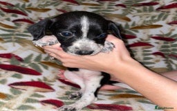 Mixed Breed dogs for sale: Whipper Spaniels ❤️ - Advert 7