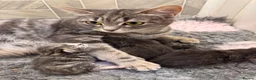 Mixed Breed cats for sale: Maine coon x Ragdoll/Bengal kittens - Advert 1