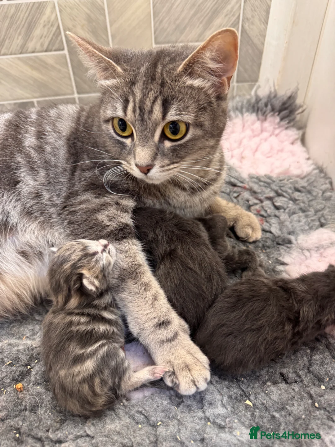 Mixed Breed cats for sale: Maine coon x Ragdoll/Bengal kittens - Advert 1