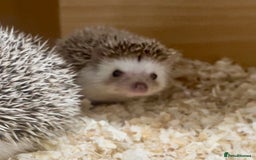 Pygmy Hedgehog rodents for sale: Stunning FEMALE African Pygmy Hedgehog Babies  - Image 3