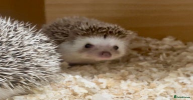 Pygmy Hedgehog rodents - Advert 5