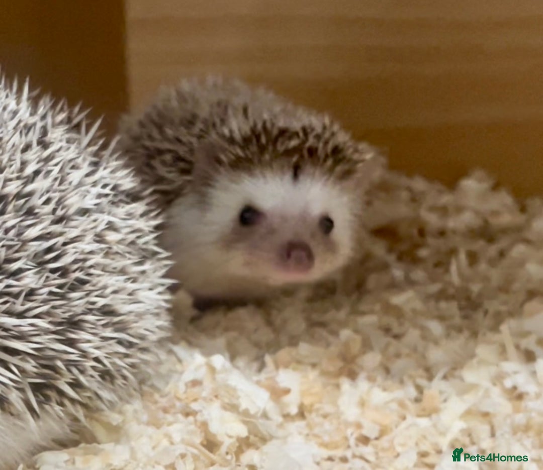 Pygmy Hedgehog rodents for sale: Stunning FEMALE African Pygmy Hedgehog Babies  - Image 3