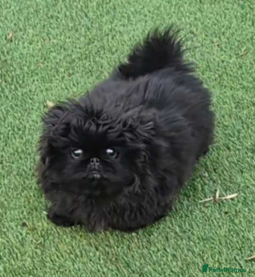 Pekingese dogs One left, stunning female Pekingese black puppies - Advert 1